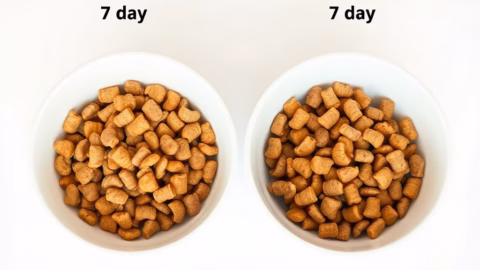 How to Switch Dog Food: The Proven 7-Day Plan